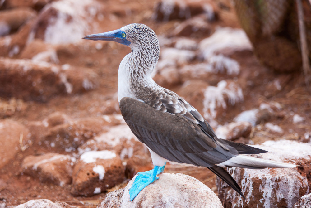 Blue Footed Booby 10 Fun Facts