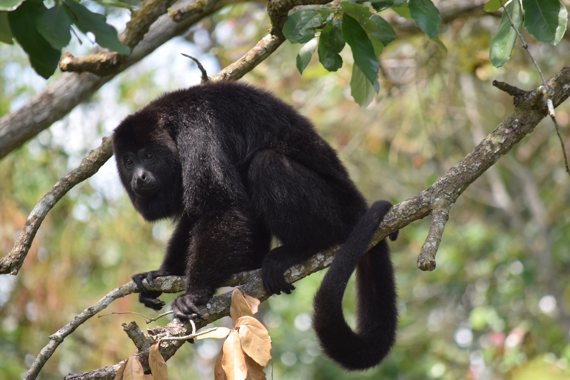 Belize Spider Monkey