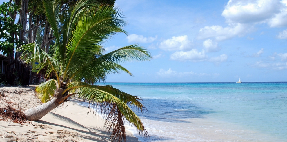 barbados beach palm tree