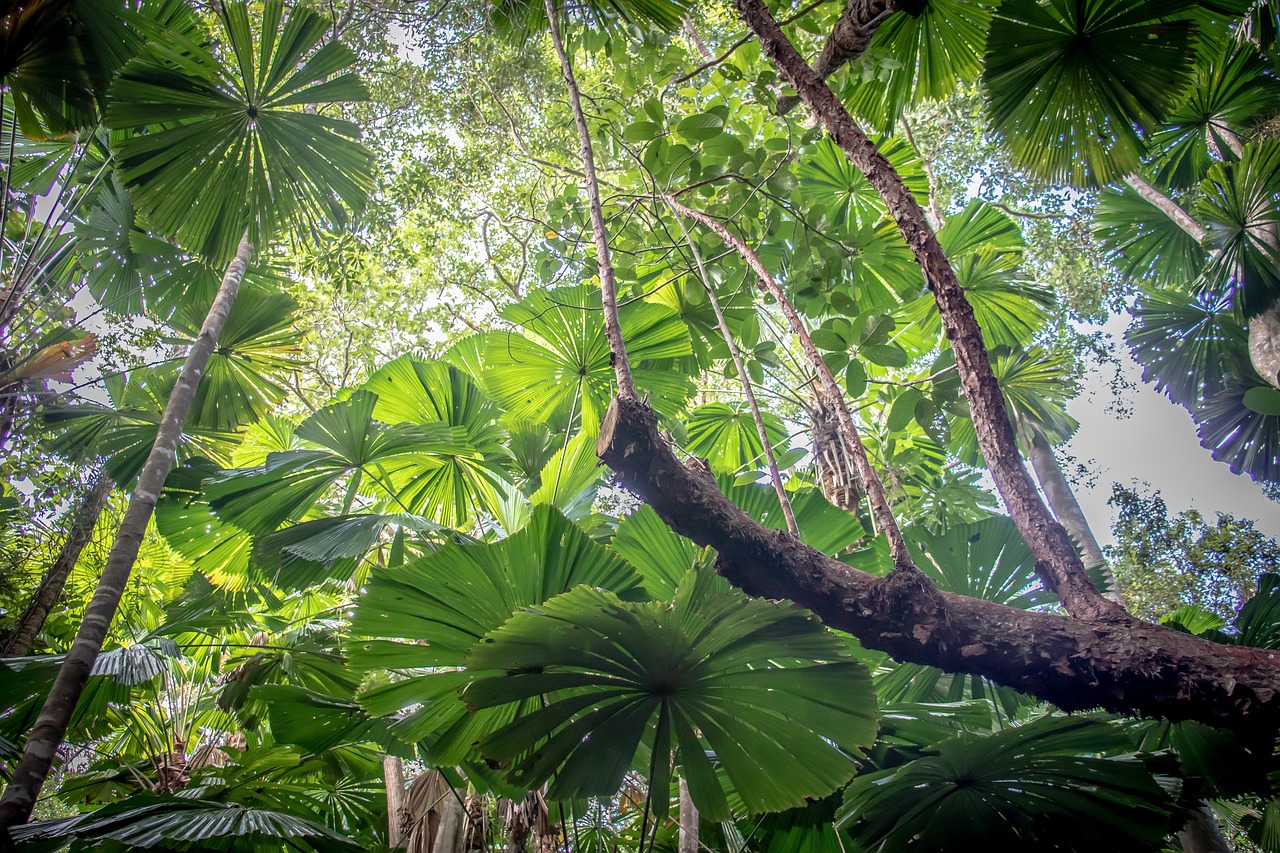 Daintree Queensland