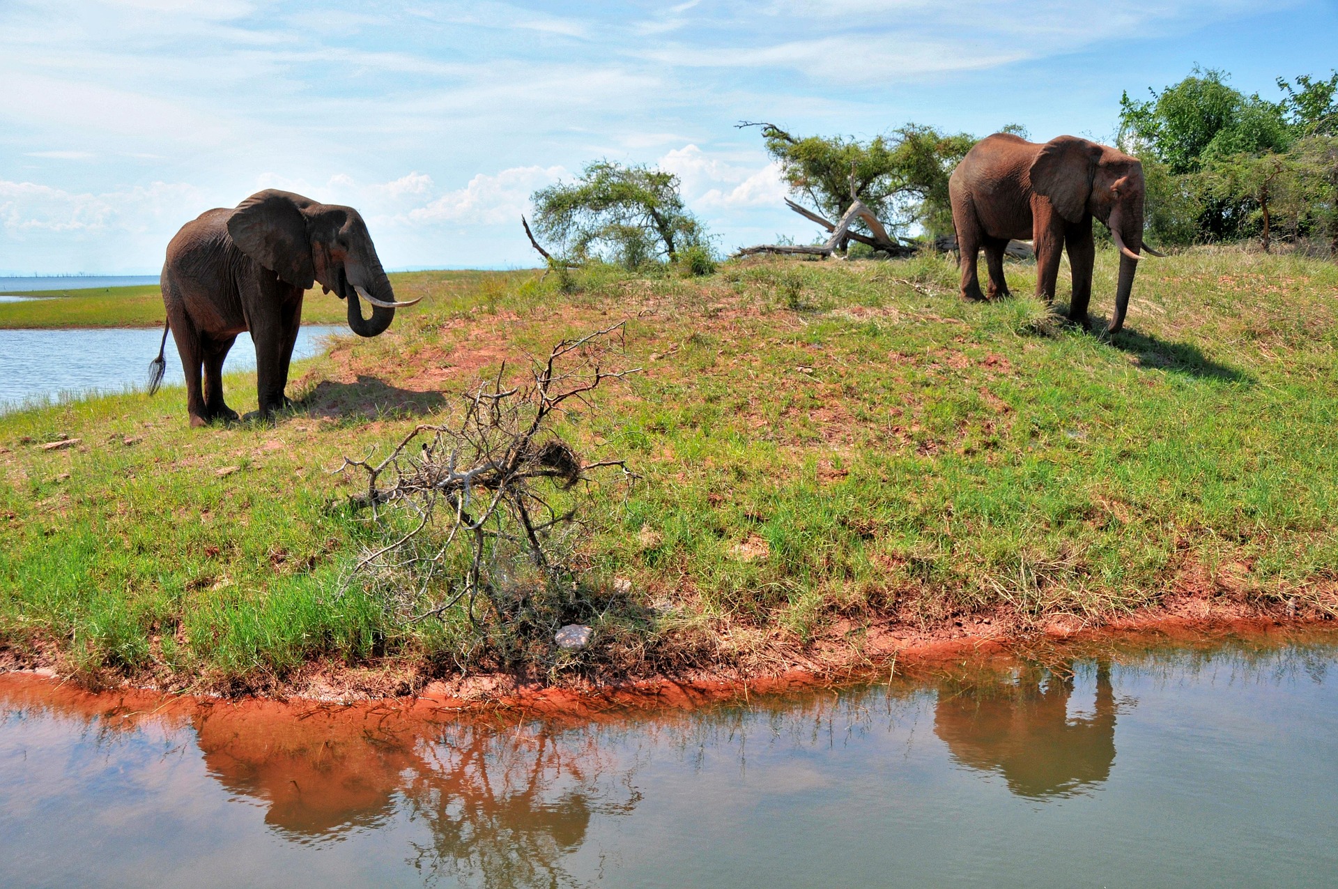 Elephants Zimbabwe